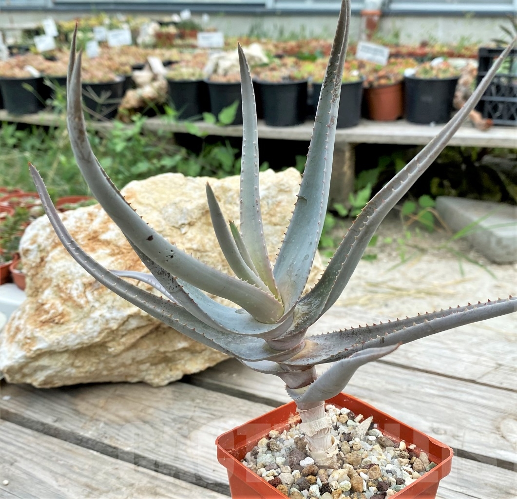 SHPR13611 Aloe castellorum - Image 4