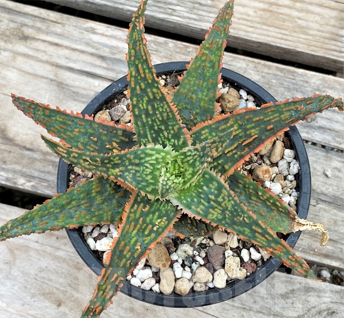 SHPR13614 Aloe hybrid - Image 2