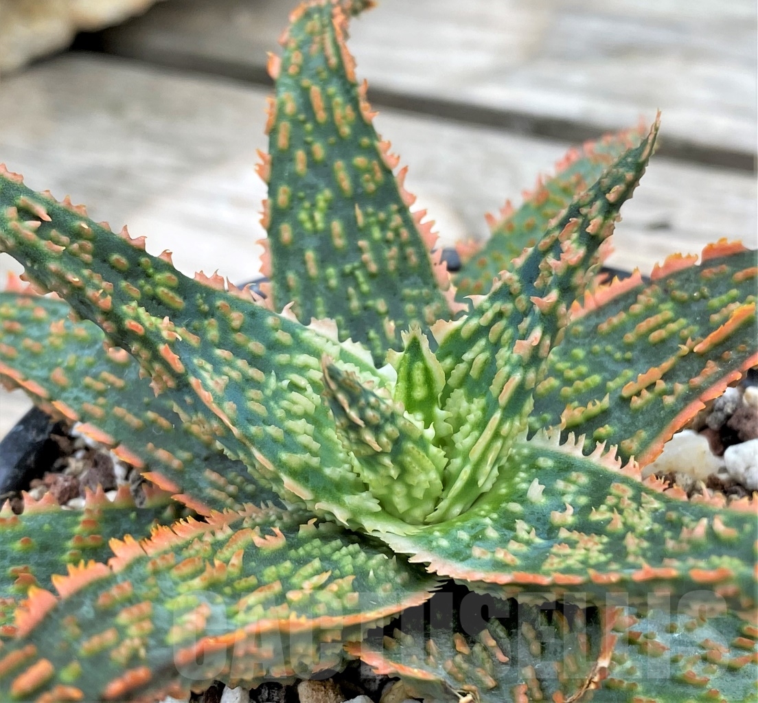 SHPR13614 Aloe hybrid