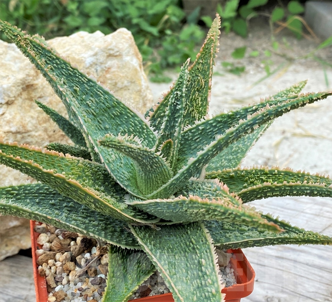 SHPR13615 Aloe "Vito" - Image 3