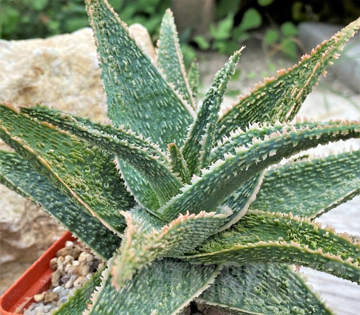 SHPR13615 Aloe "Vito"