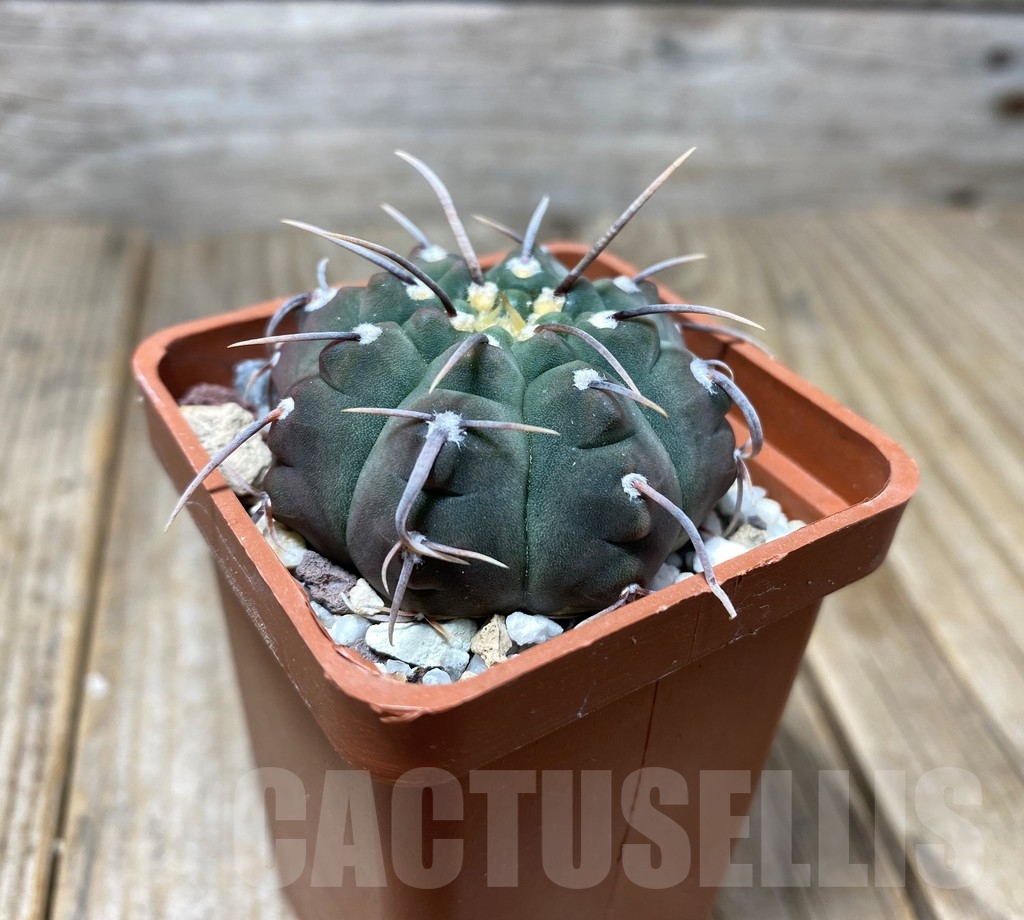 SHPR13616 Gymnocalycium vatteri - 画像 (2)