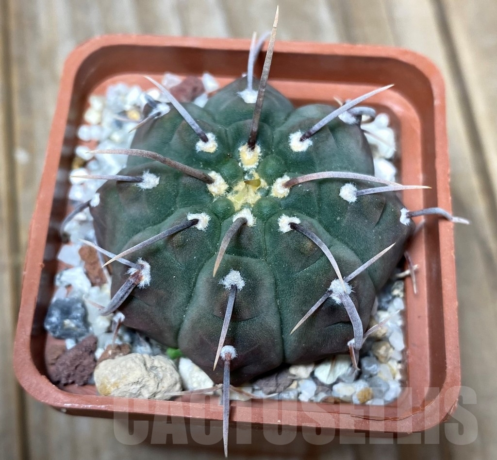 SHPR13616 Gymnocalycium vatteri
