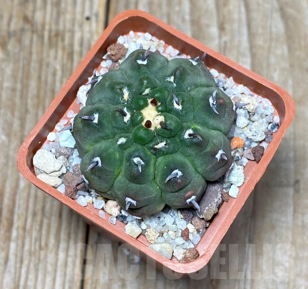 SHPR13617 Gymnocalycium vatteri - Image 2