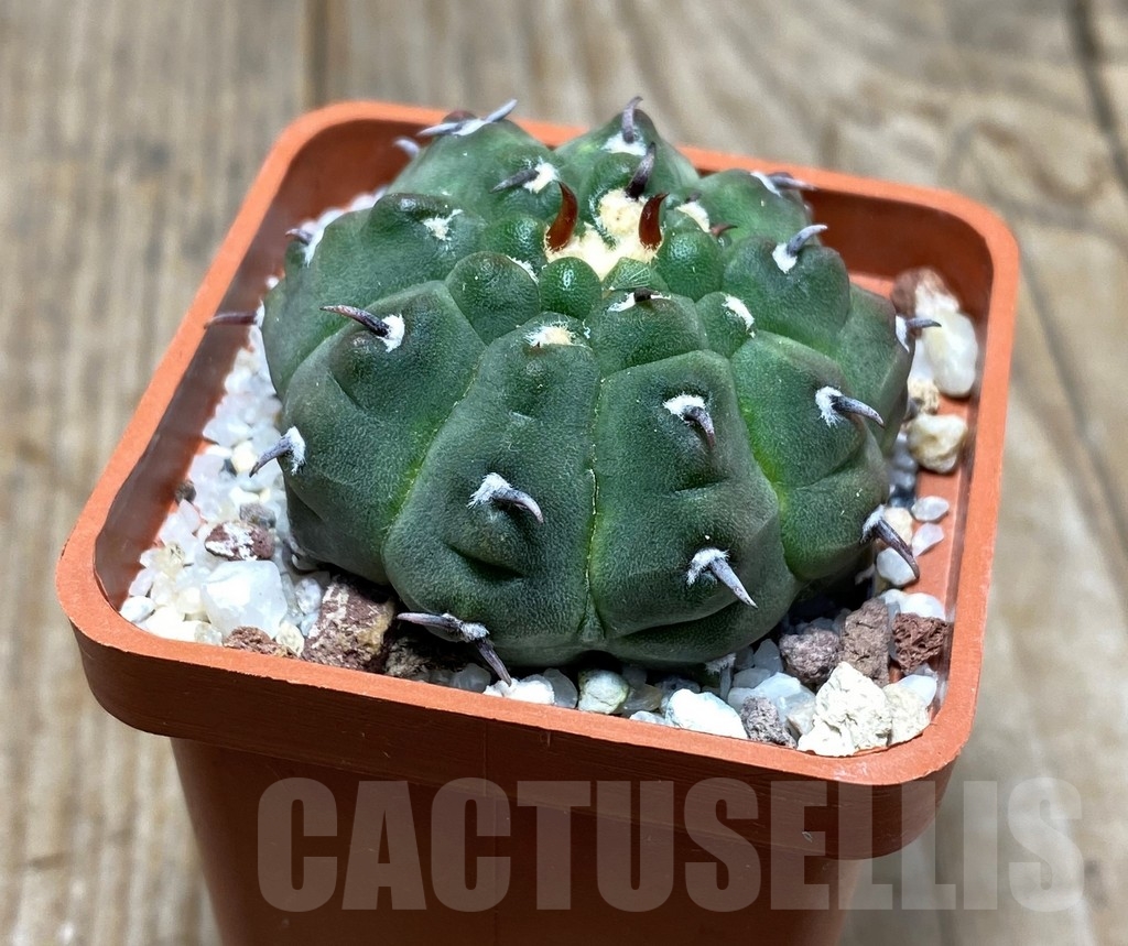 SHPR13617 Gymnocalycium vatteri