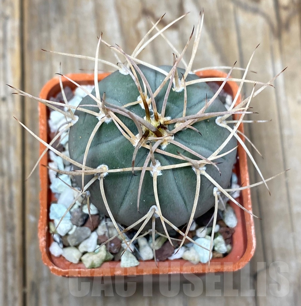 SHPR13619 Gymnocalycium cardenasianum
