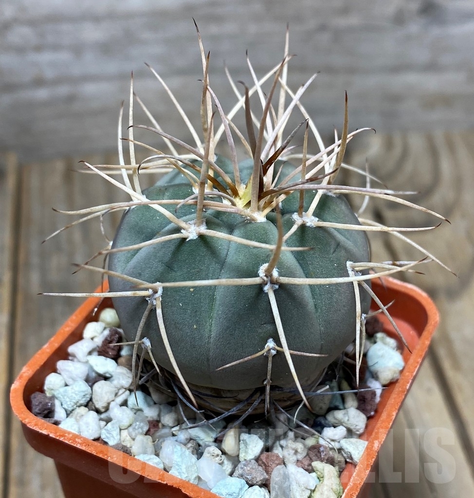 SHPR13619 Gymnocalycium cardenasianum - Image 2