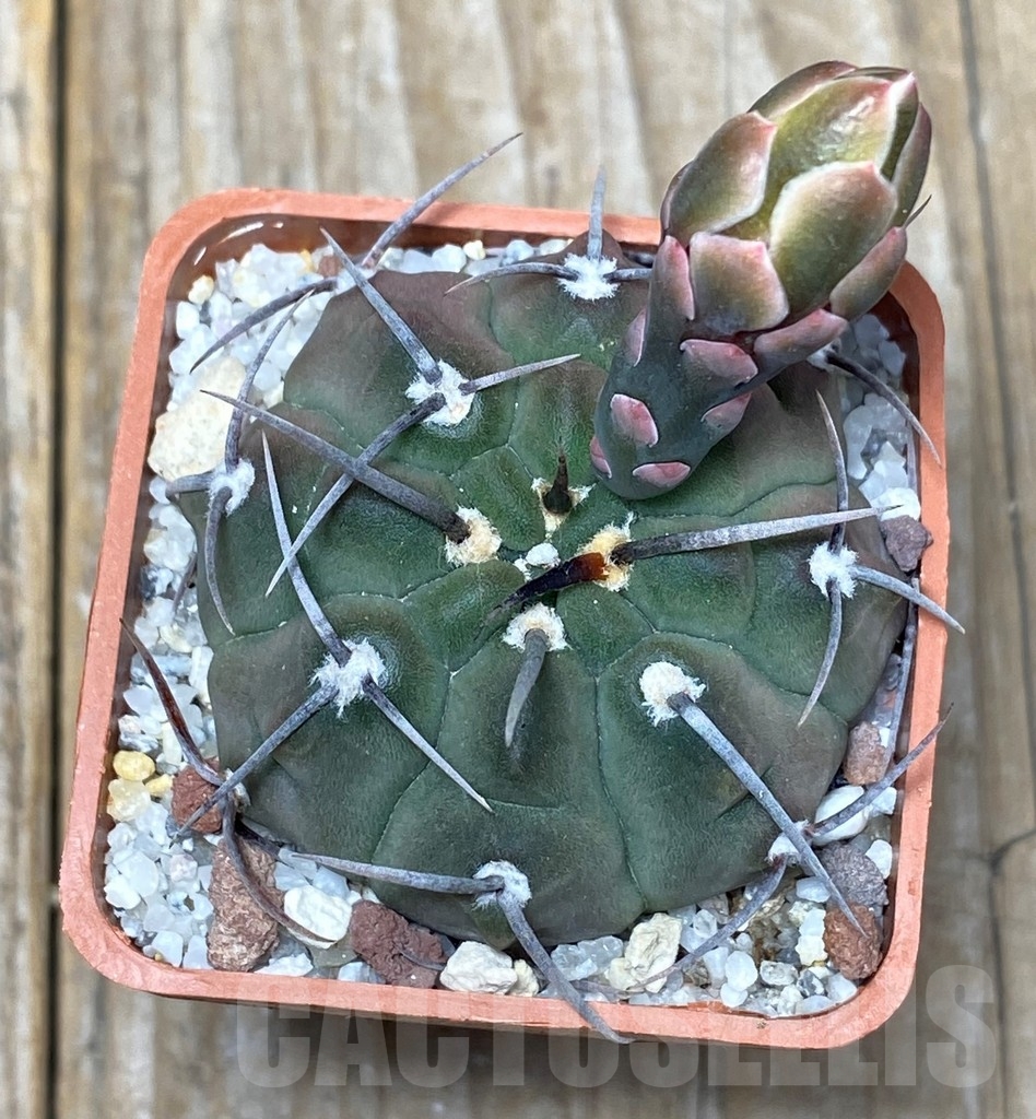 SHPR13620 Gymnocalycium vatteri, 1 spine - Image 2