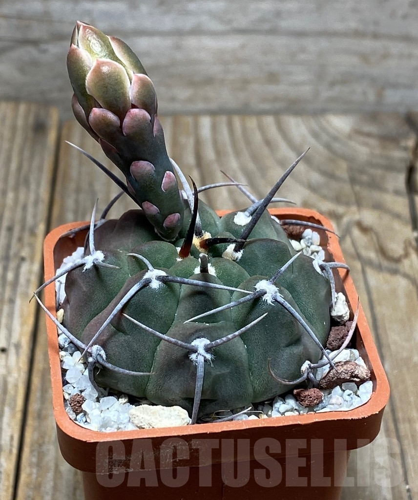 SHPR13620 Gymnocalycium vatteri, 1 spine
