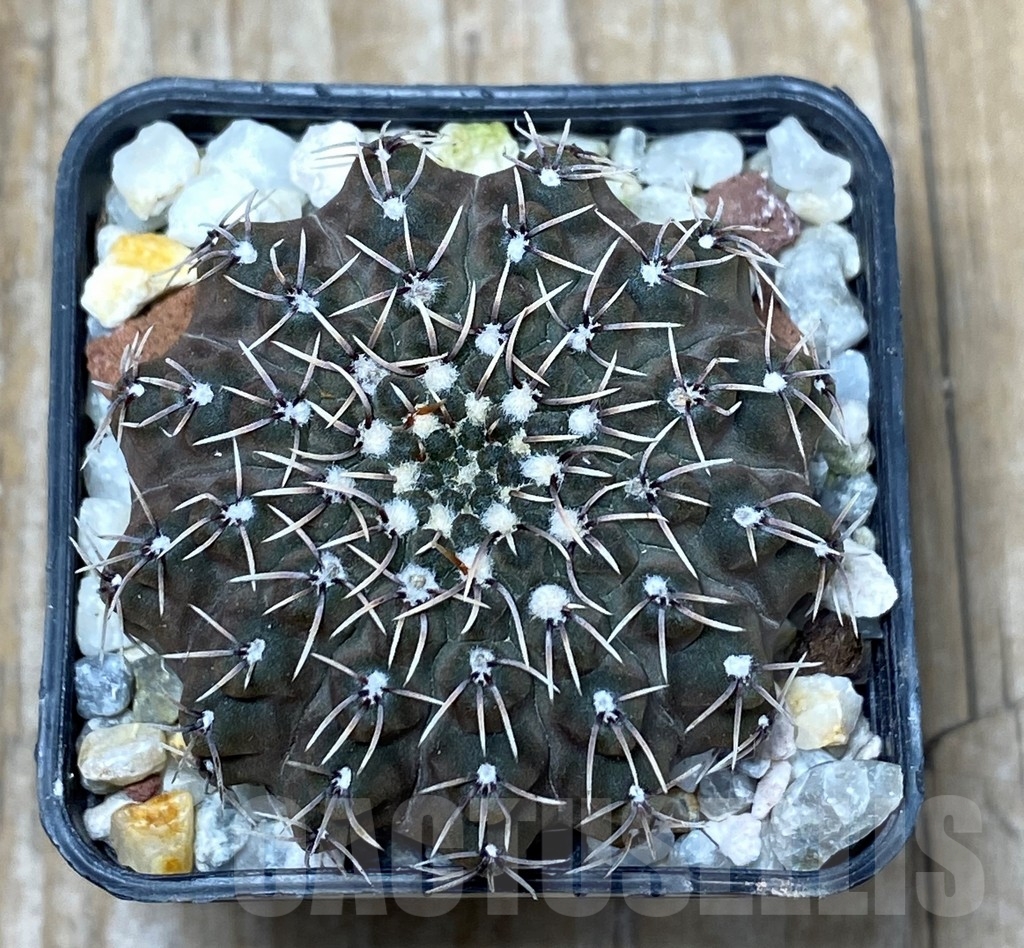 SHPR13622 Gymnocalycium stellatum v. kleinianum M6