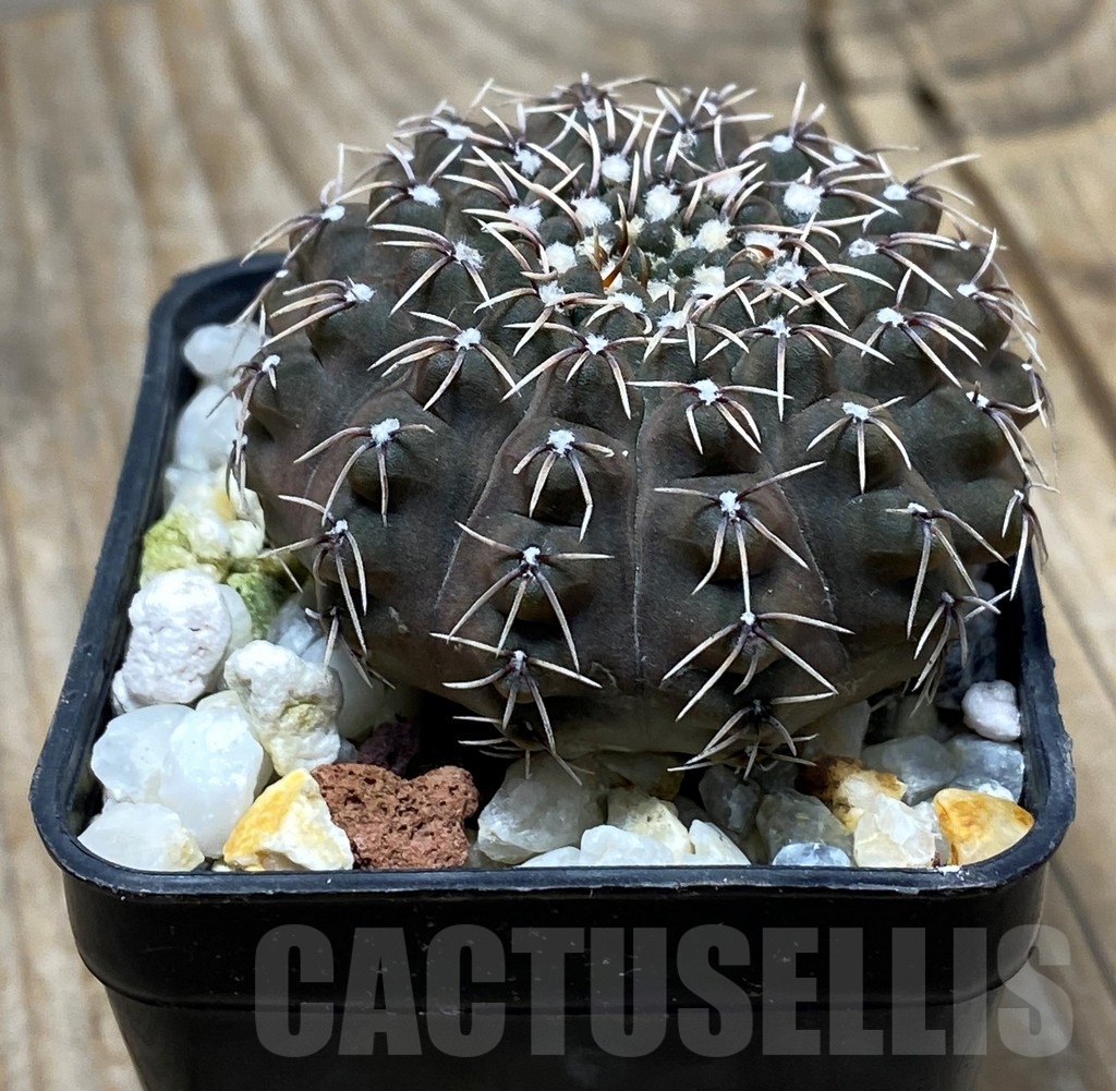 SHPR13622 Gymnocalycium stellatum v. kleinianum M6 - 画像 (2)