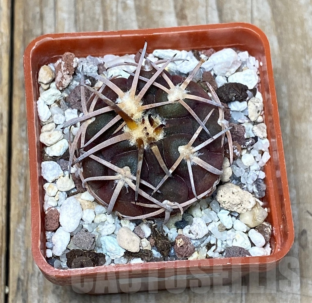 SHPR13624 Gymnocalycium spegazzinii v. punillense JPR170/524
