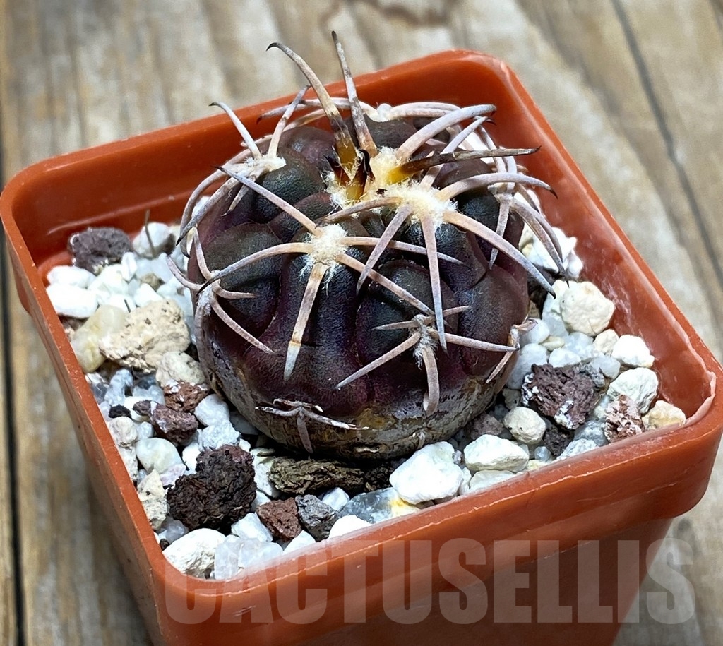 SHPR13624 Gymnocalycium spegazzinii v. punillense JPR170/524 - Image 2