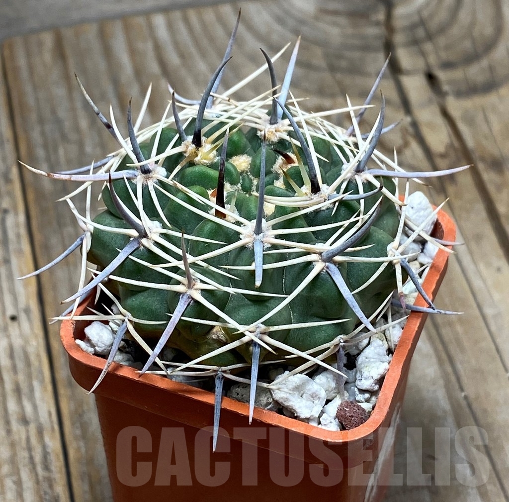 SHPR13625 Gymnocalycium bicolor - Image 2