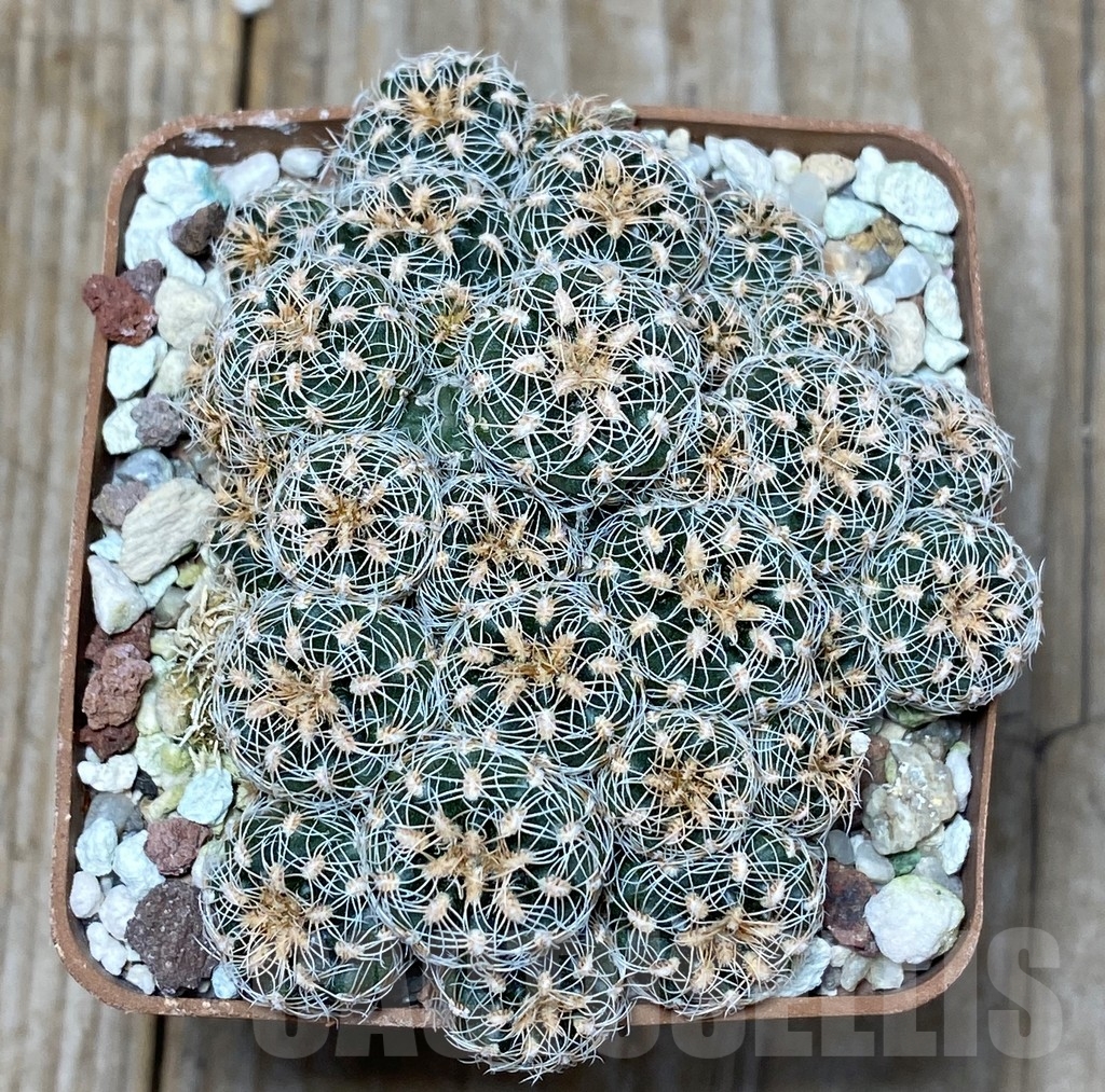 SHPR13630 Gymnocalycium bruchii
