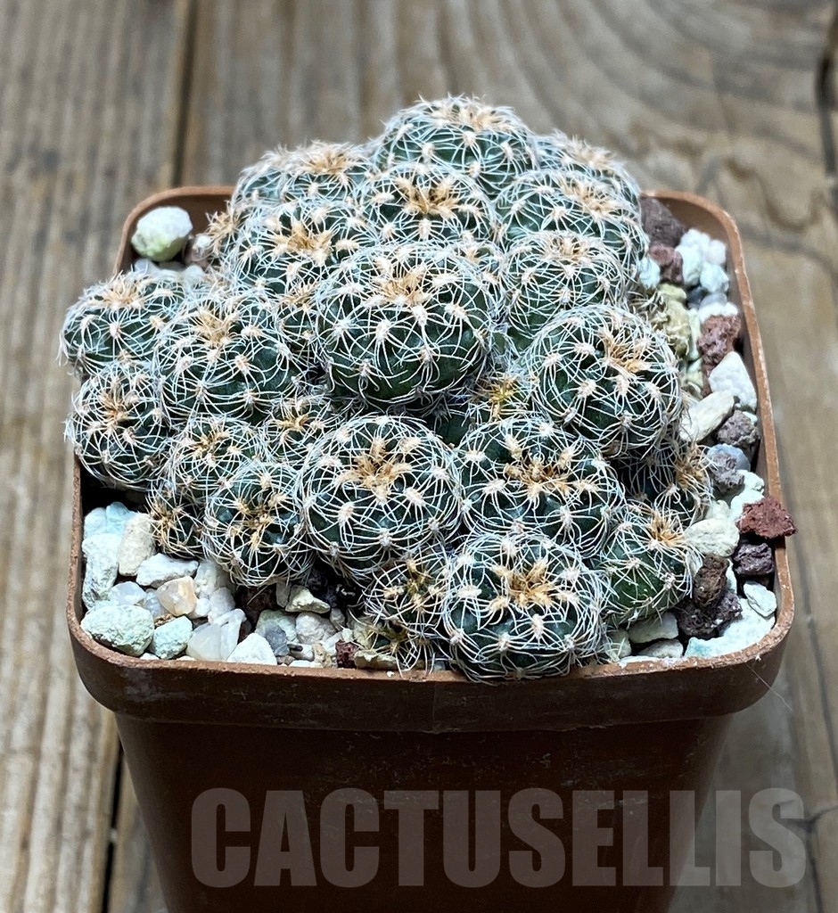 SHPR13630 Gymnocalycium bruchii - Image 2
