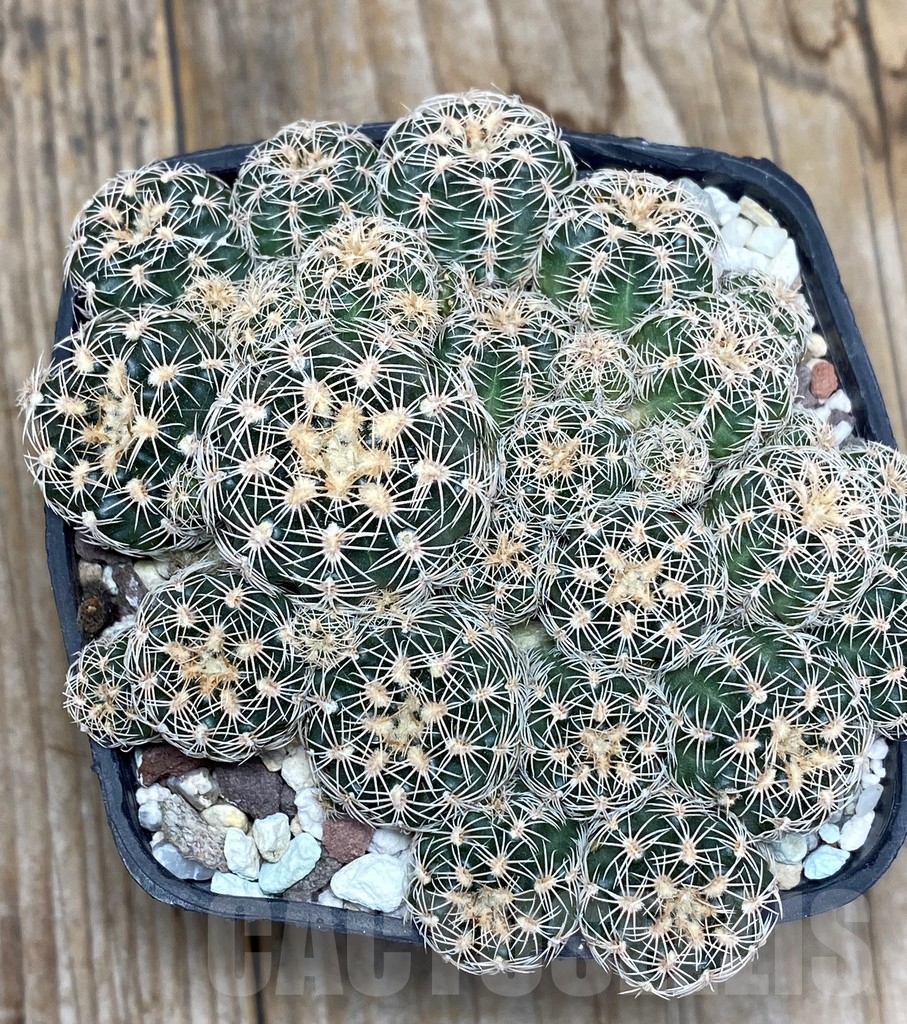 SHPR13631 Gymnocalycium bruchii - Image 2
