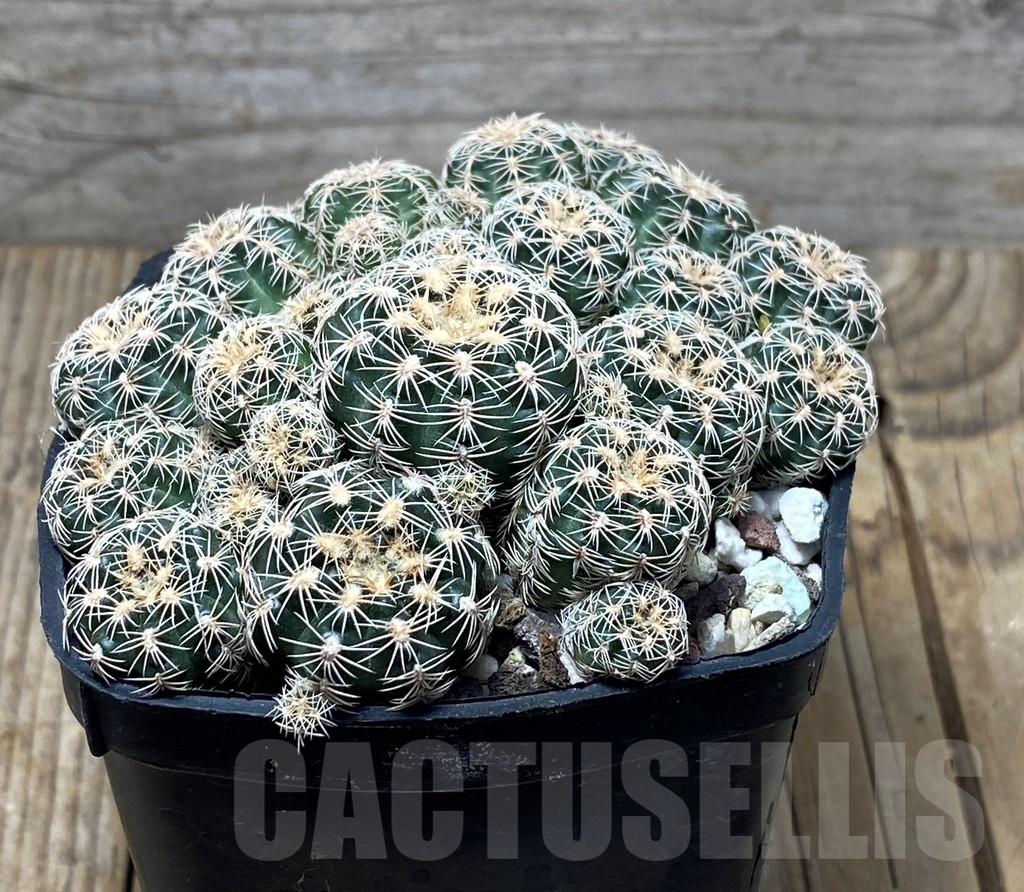 SHPR13631 Gymnocalycium bruchii