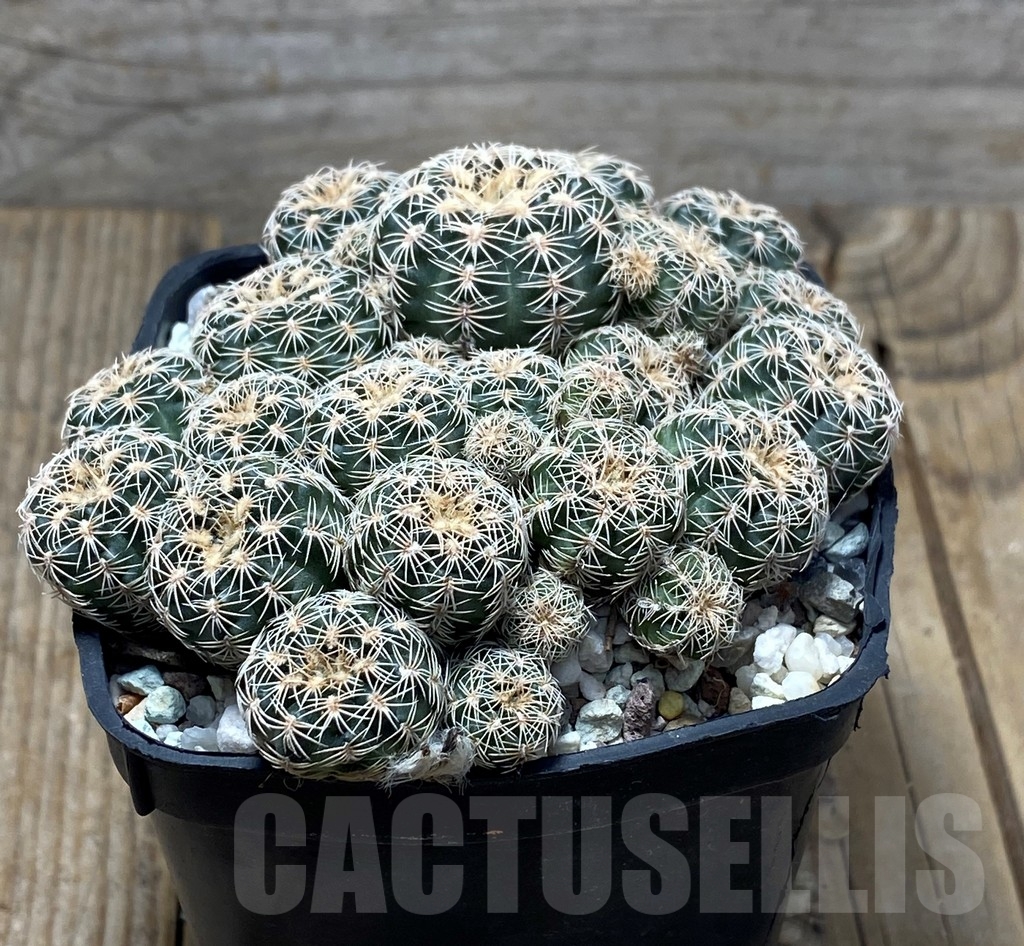 SHPR13631 Gymnocalycium bruchii - Image 3