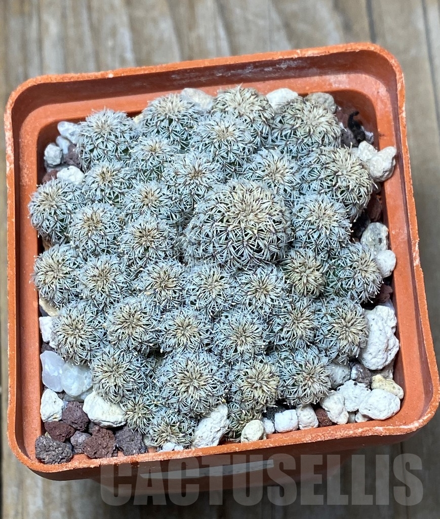 SHPR13632 Sulcorebutia mizquensis G187