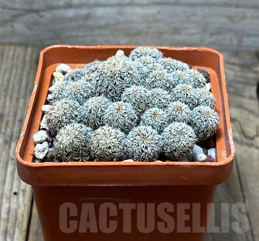 SHPR13632 Sulcorebutia mizquensis G187 - Image 2