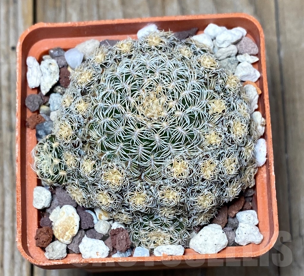 SHPR13633 Sulcorebutia albini-albida KK1214