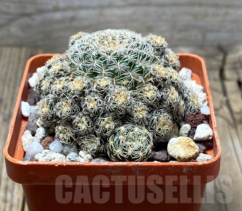 SHPR13633 Sulcorebutia albini-albida KK1214 - Image 2