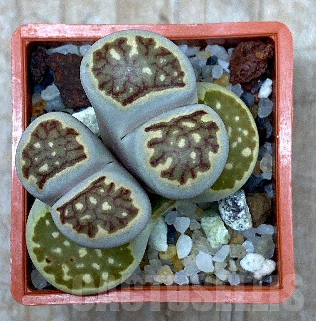 SHPR13634 Lithops julii 'Kikusiyo Giyoku', 2 heads