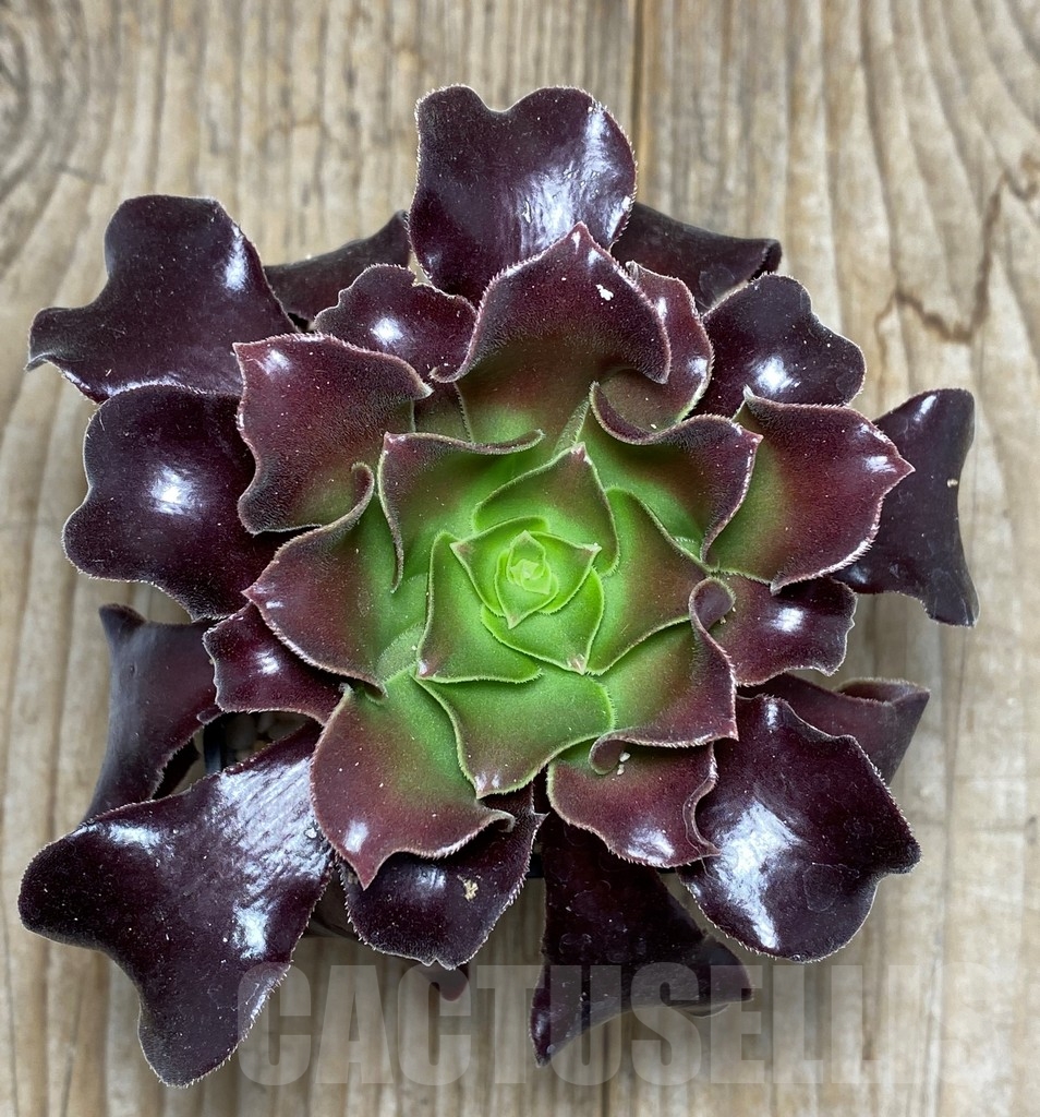 SHPR13636 Aeonium "Voodoo"