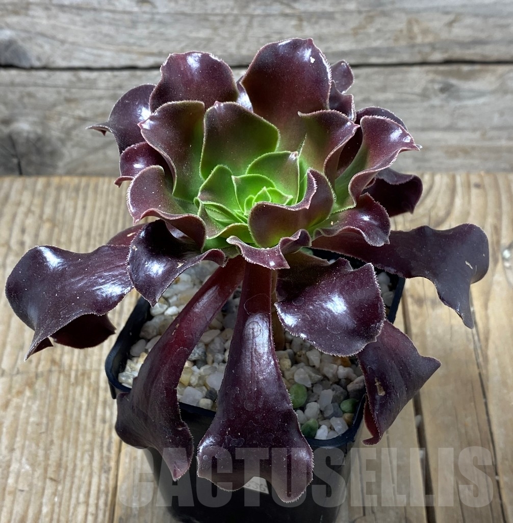 SHPR13636 Aeonium "Voodoo" - Image 2