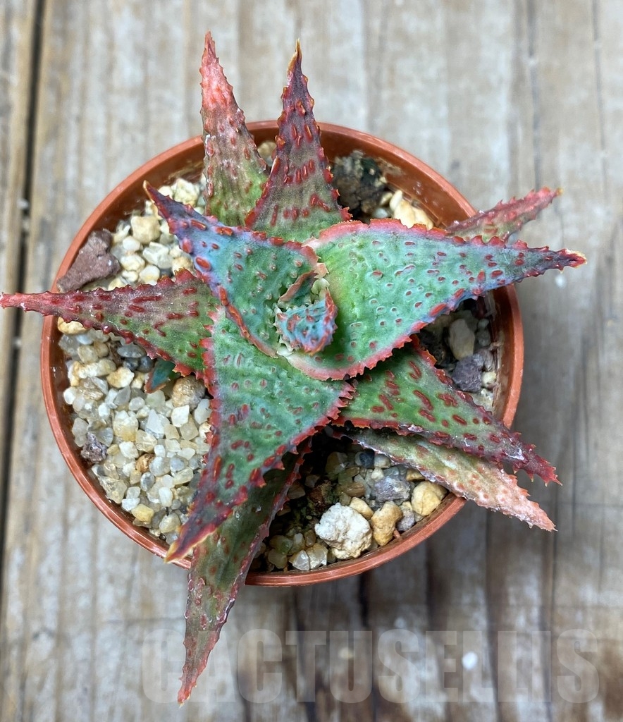 SHPR13673 Aloe hybrid