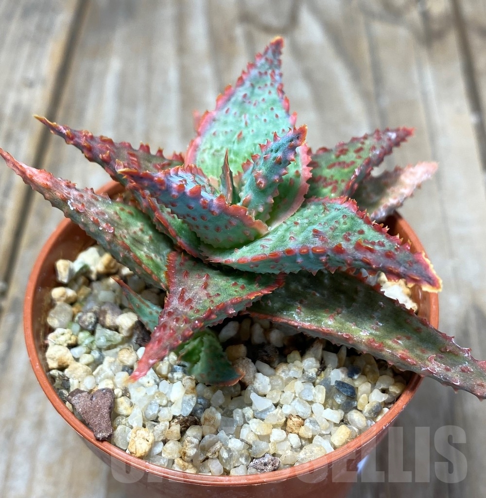 SHPR13673 Aloe hybrid - Image 2