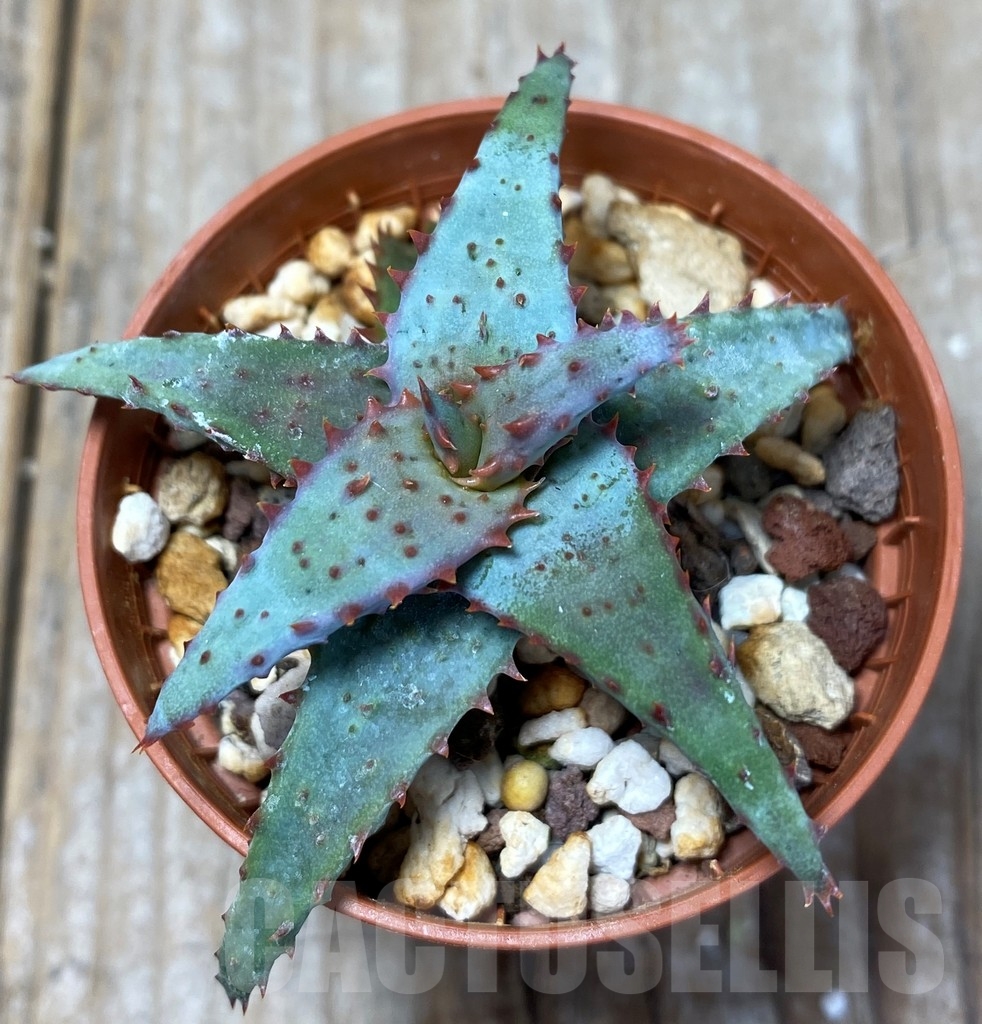 SHPR13674 Aloe hybrid