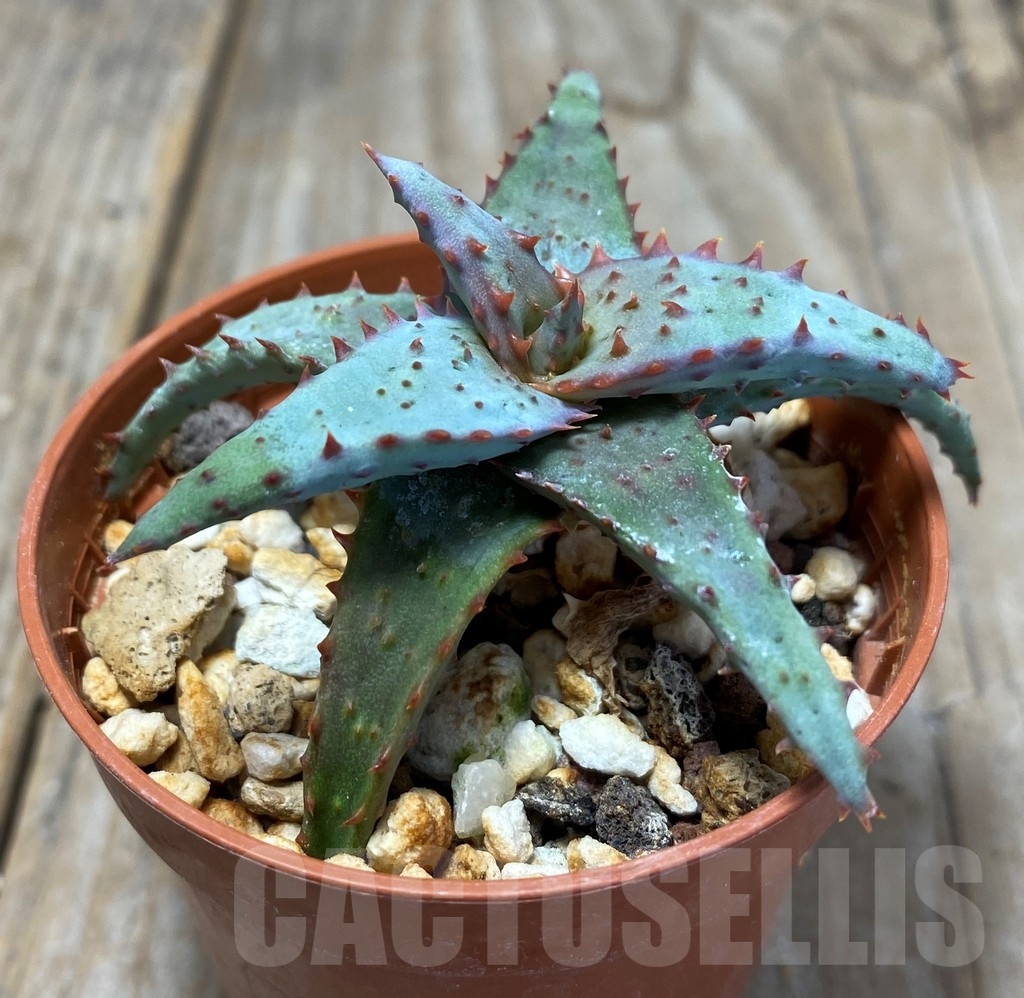 SHPR13674 Aloe hybrid - Image 2