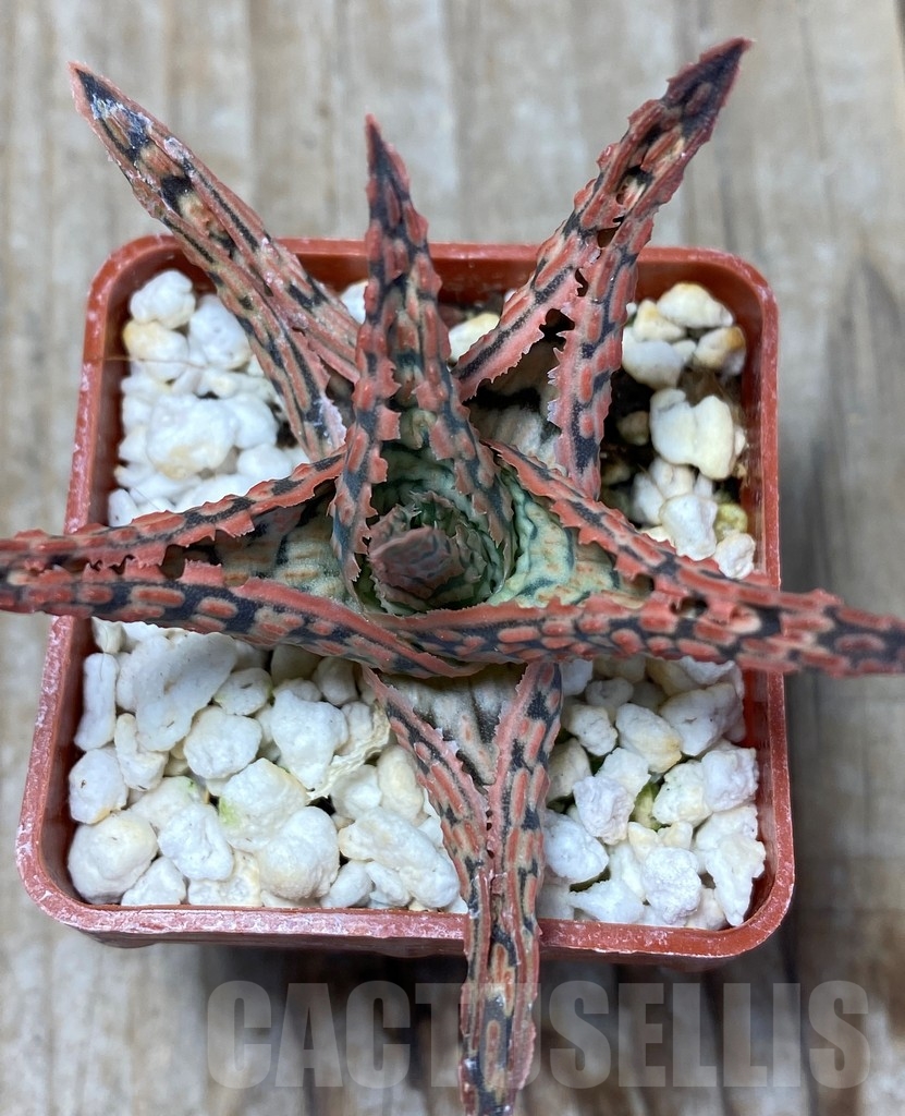 SHPR13675 Aloe hybrid