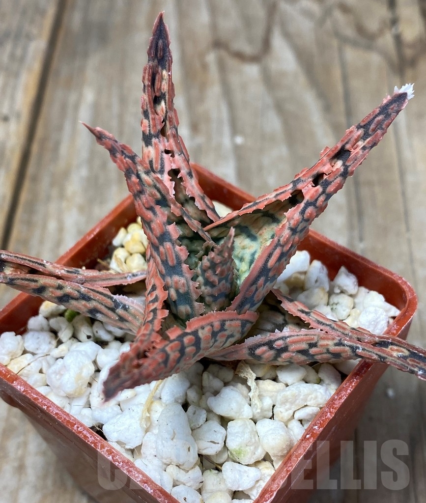 SHPR13675 Aloe hybrid - Image 2