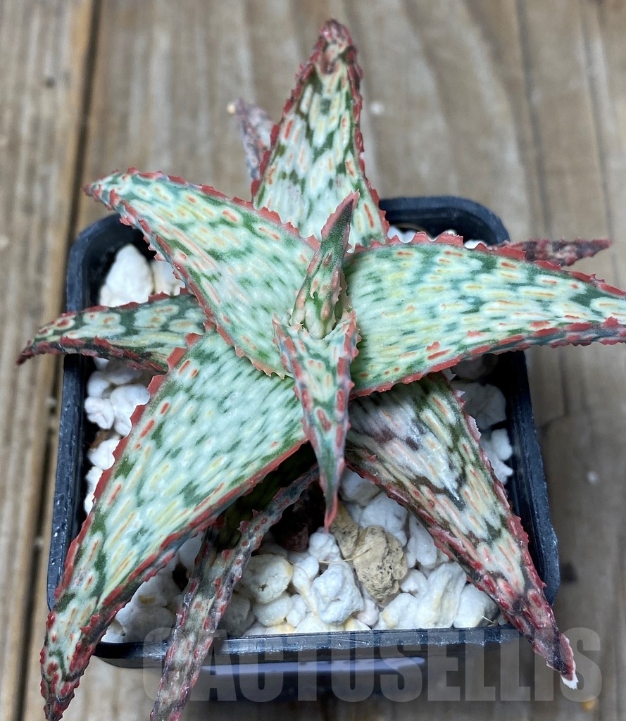 SHPR13677 Aloe hybrid