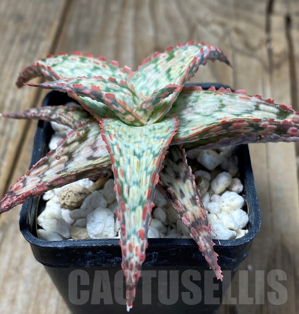 SHPR13677 Aloe hybrid - Image 2