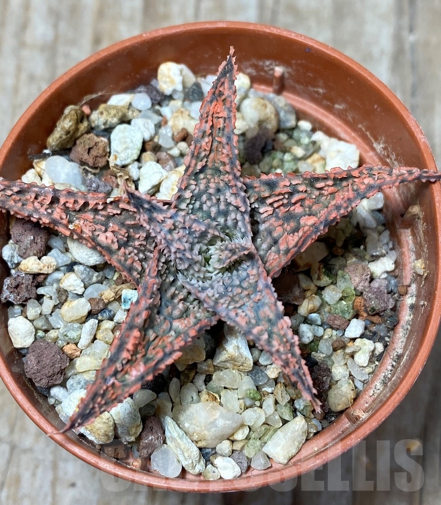 SHPR13678 Aloe hybrid - Image 2