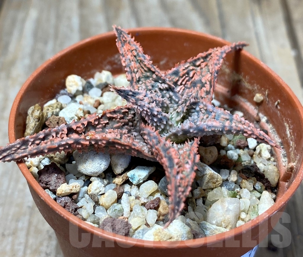 SHPR13678 Aloe hybrid