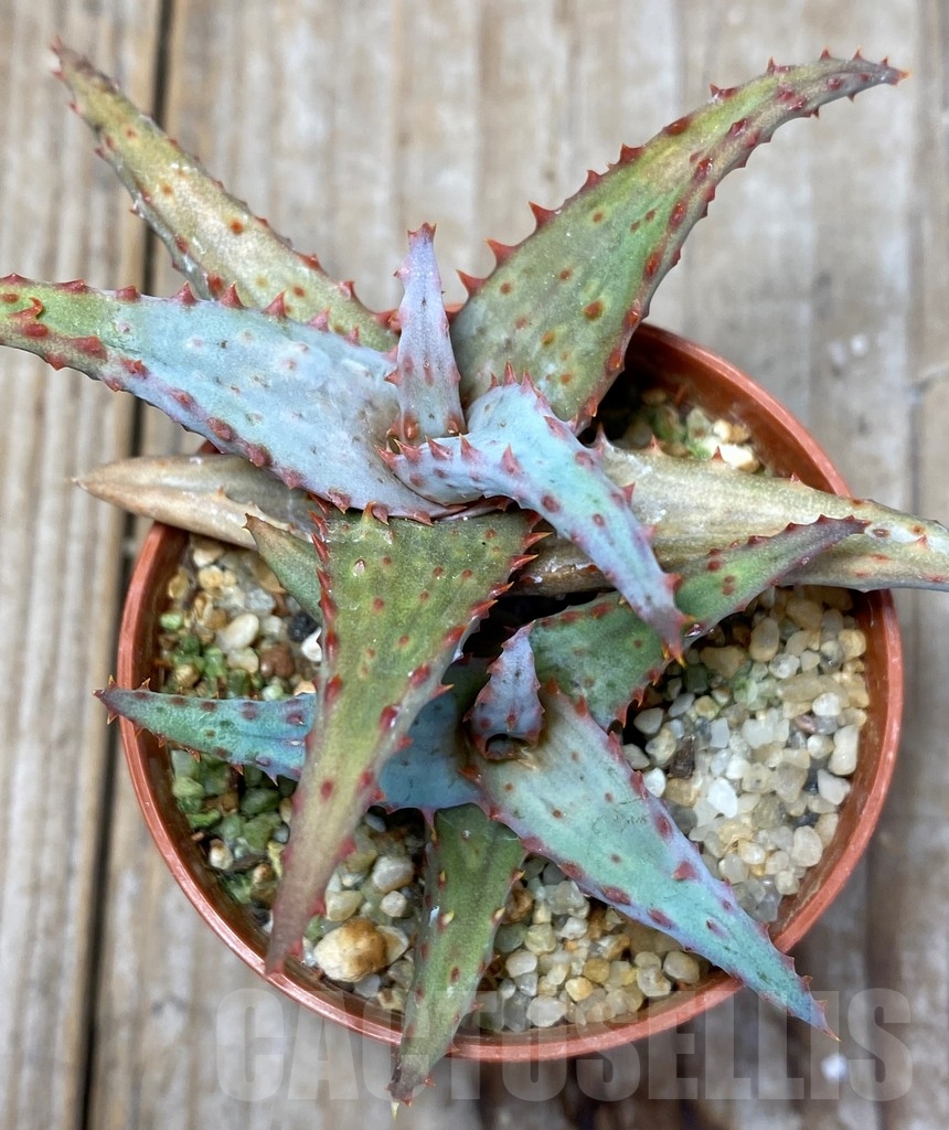 SHPR13682 Aloe hybrid