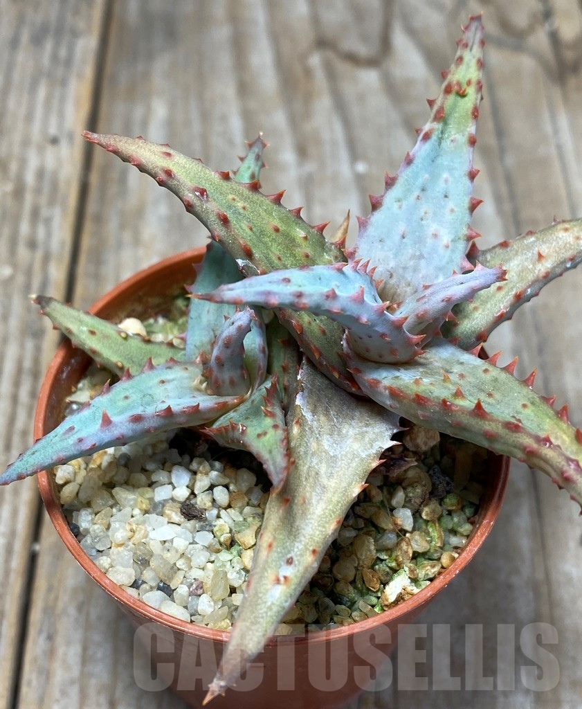 SHPR13682 Aloe hybrid - 画像 (2)