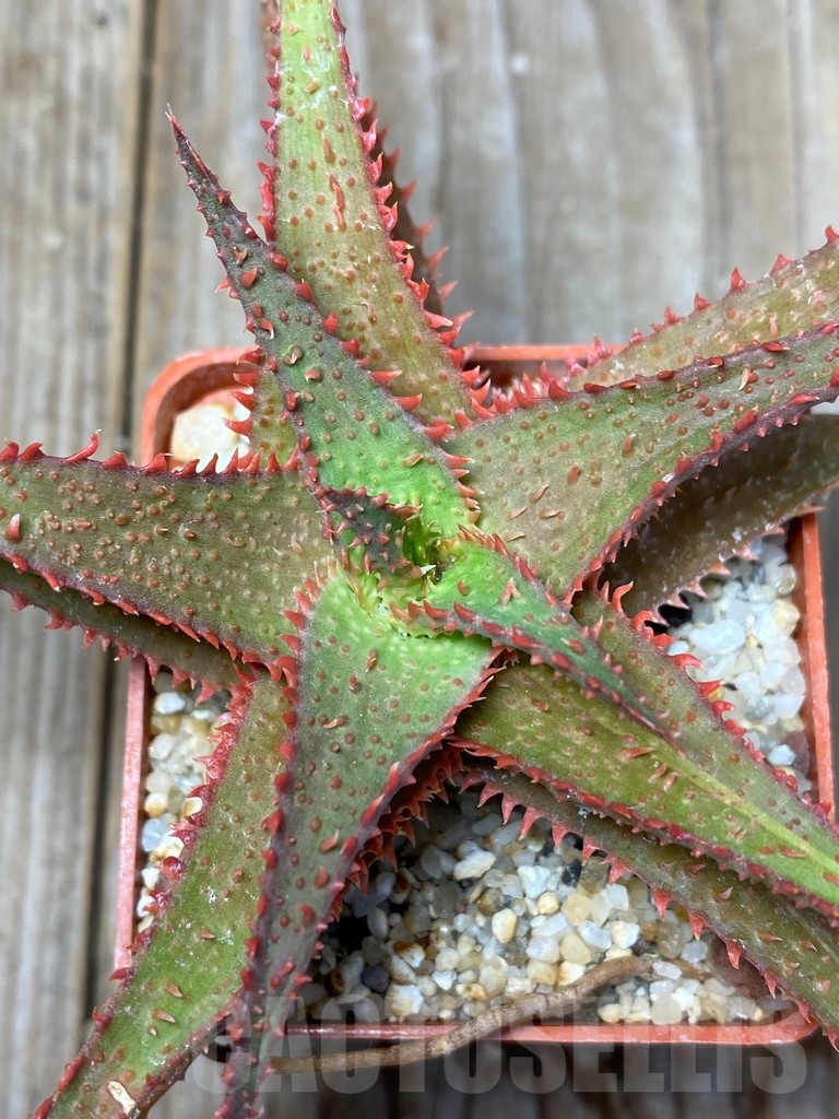SHPR13683 Aloe hybrid