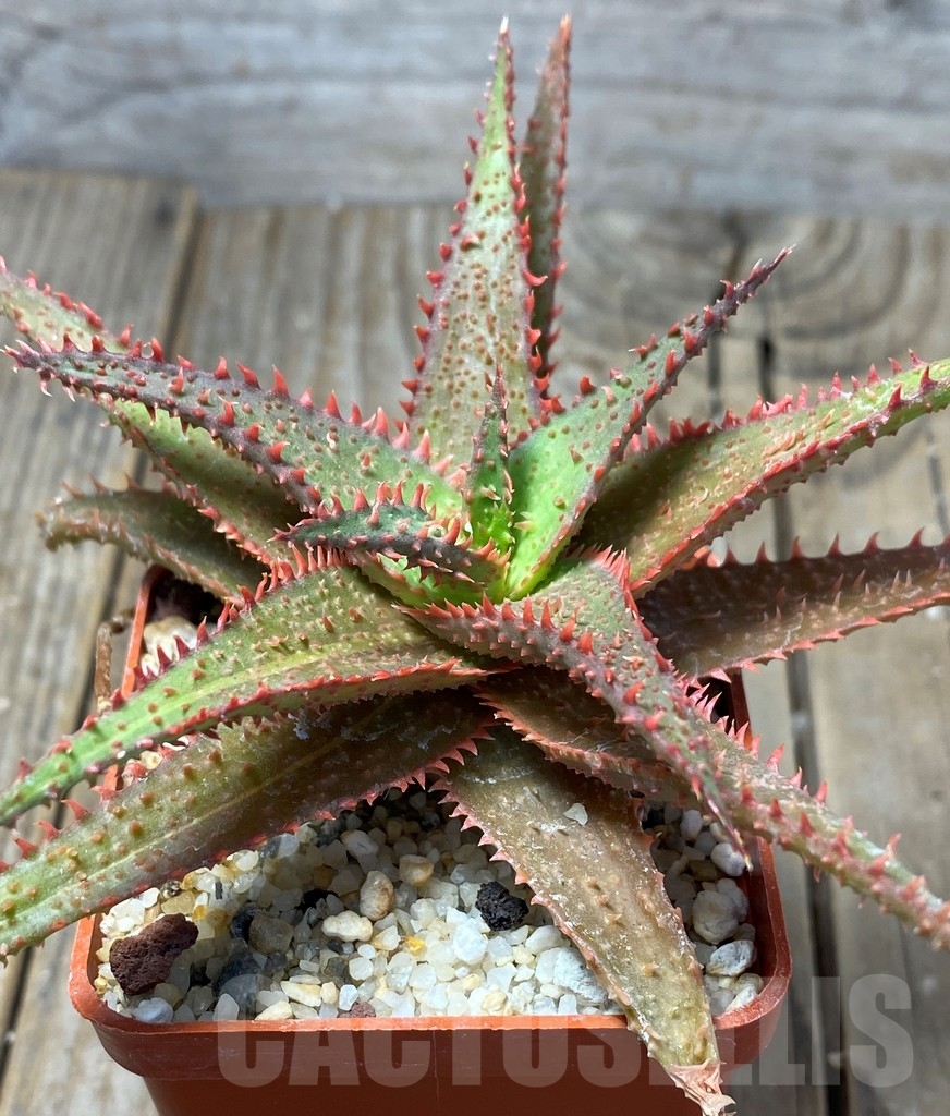 SHPR13683 Aloe hybrid - Image 2