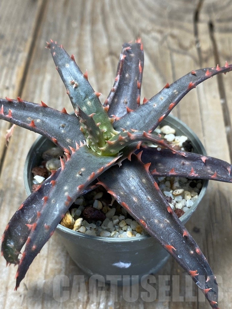 SHPR13684 Aloe hybrid
