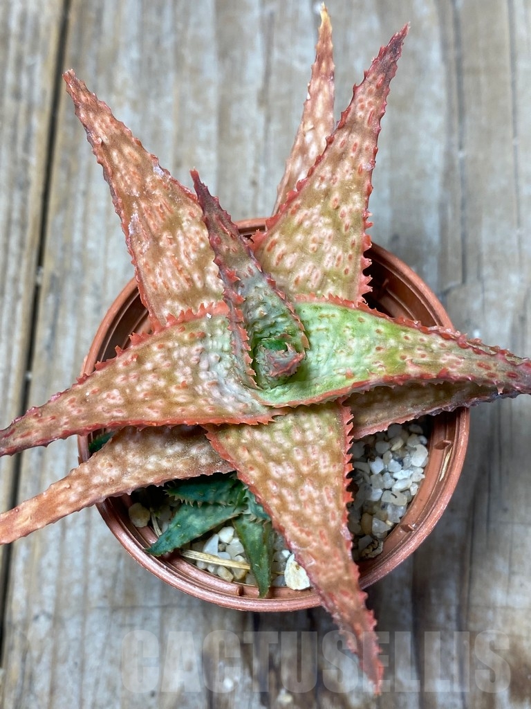 SHPR13685 Aloe hybrid