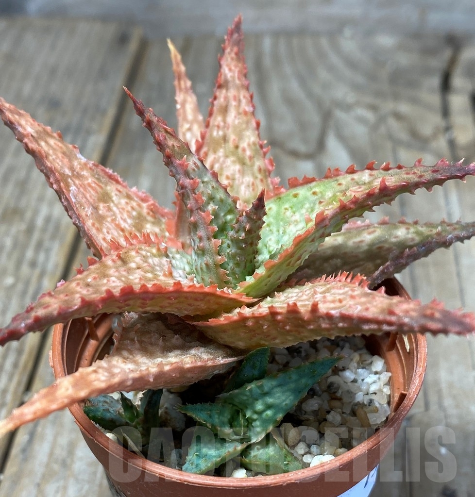 SHPR13685 Aloe hybrid - Image 2