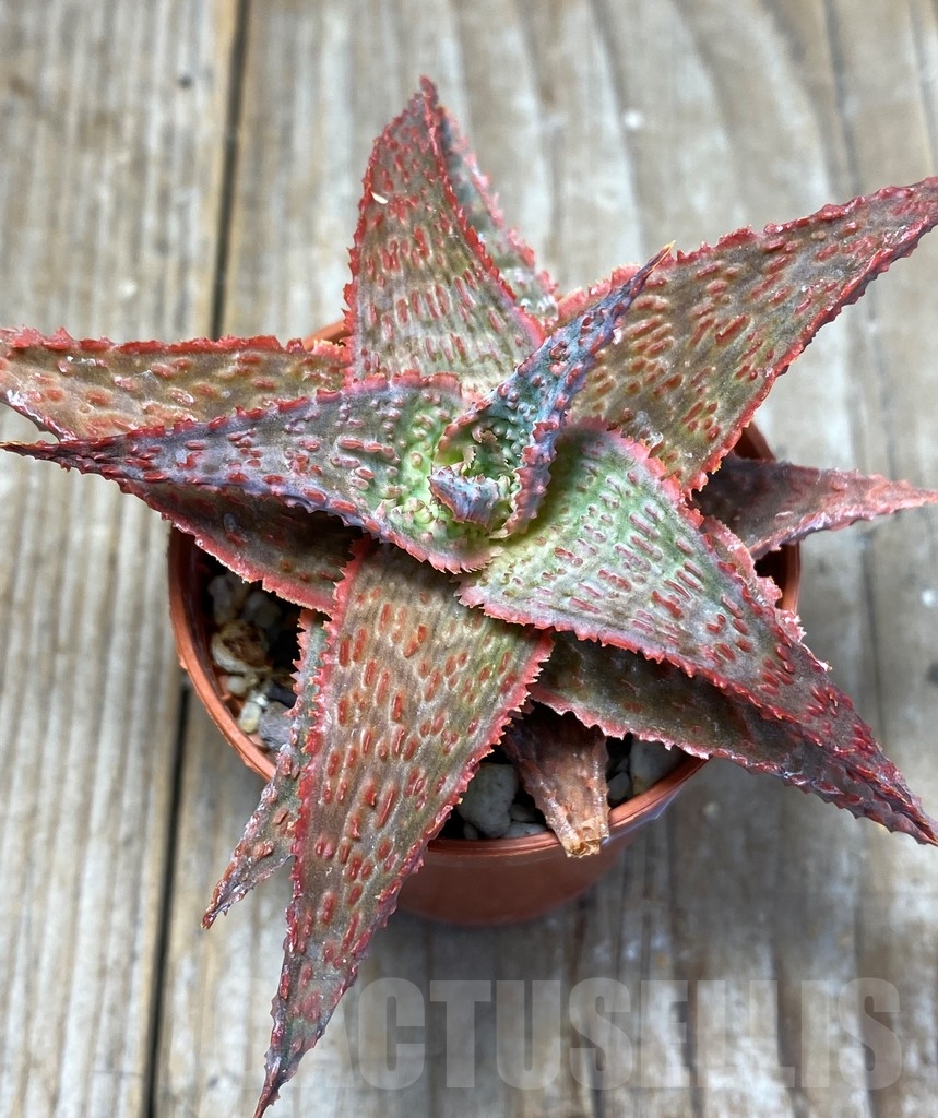 SHPR13686 Aloe hybrid