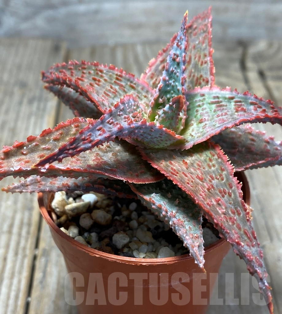 SHPR13686 Aloe hybrid - immagine 2