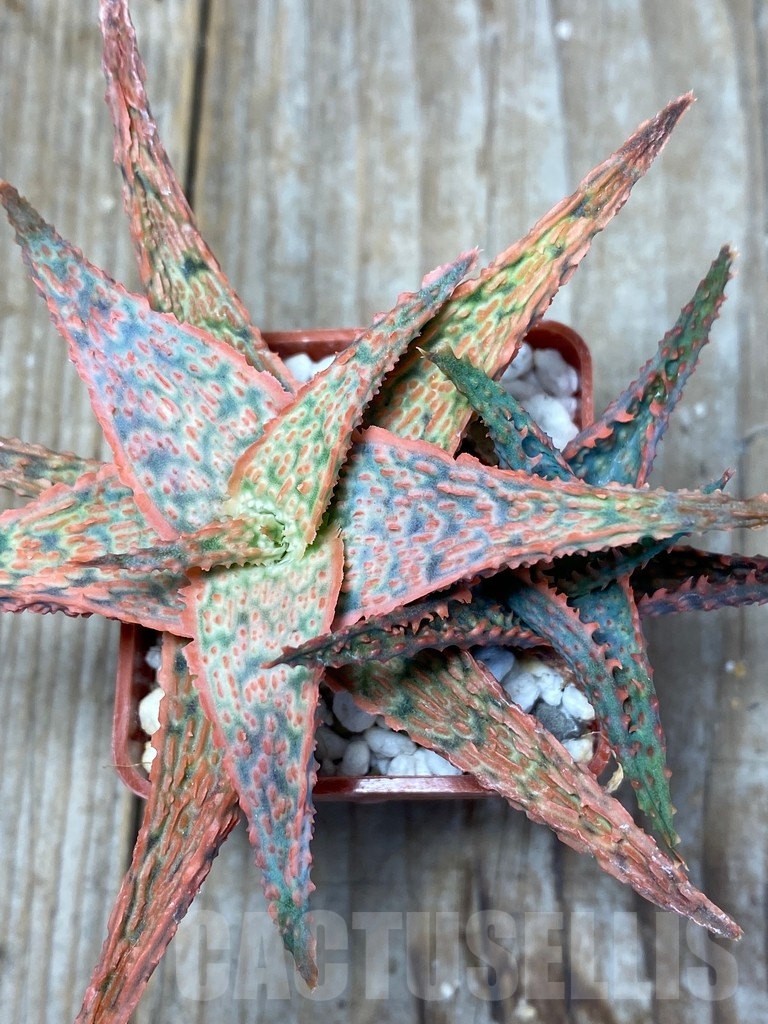 SHPR13687 Aloe hybrid